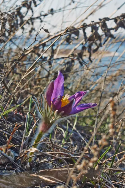 Pulsatilla patenas. — Fotografia de Stock