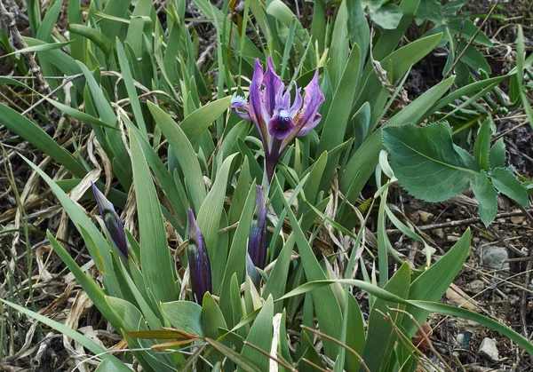 Siberische iris op een lente-weide. — Stockfoto