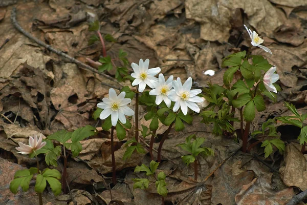 Anemone nemorosa. The first snowdrops. — Stock Photo, Image