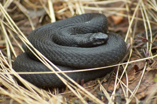 Giftige zwarte adder. — Stockfoto