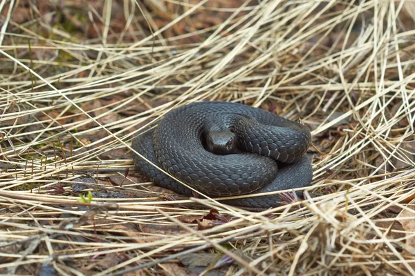 Giftige zwarte adder . — Stockfoto