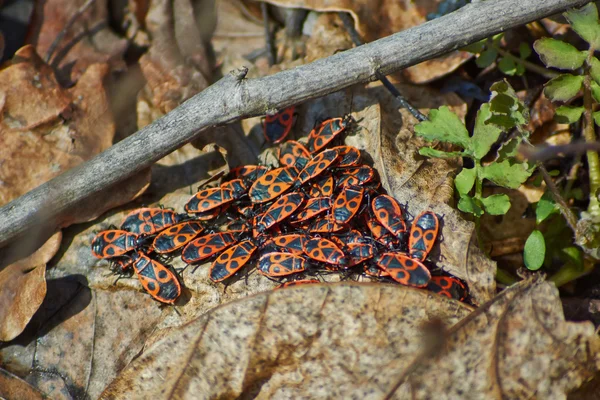 Bosque Firebug bask  . —  Fotos de Stock