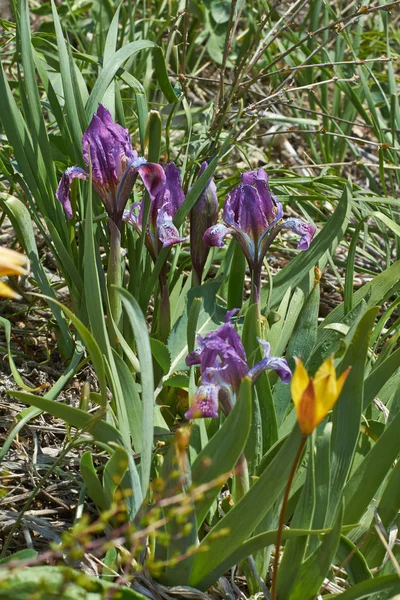 Sibirya Iris bir bahar çayır üzerinde. — Stok fotoğraf