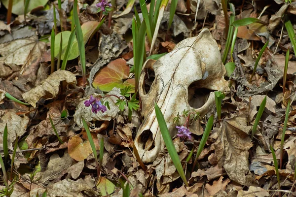 Oude schedel van een roofdier. — Stockfoto