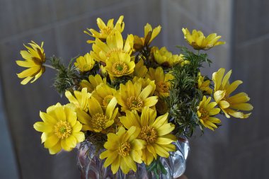 Sarı çiçekler (Adonis vernalis bahar).