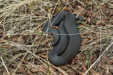 Zehirli yılan Kara Orman engerek .