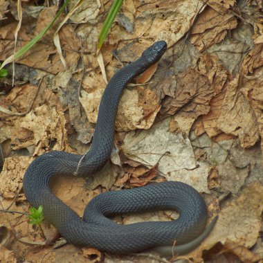 Zehirli yılan Kara Orman engerek .