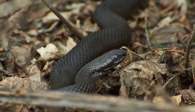 Zehirli yılan Kara Orman engerek .