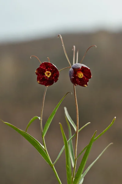 Flores de primavera Fritillaria Rusa  . —  Fotos de Stock