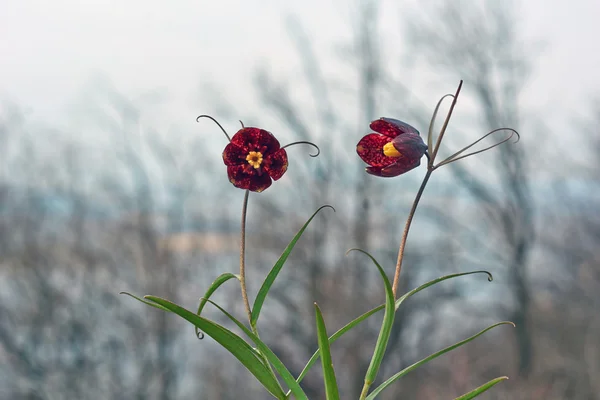 Spring flowers Fritillaria Russian . — Stock Photo, Image
