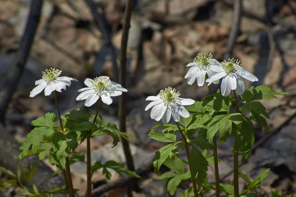 Anemone nemorosa. The first snowdrops in  forest. — Stock Photo, Image