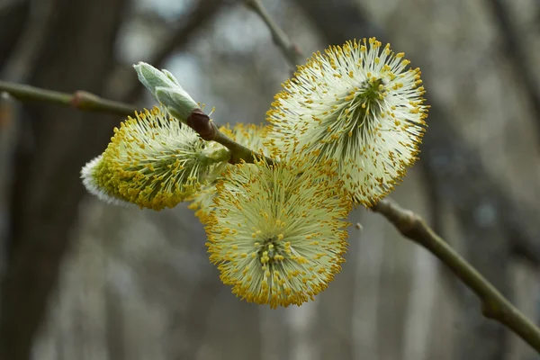 Blossom trees . — Stock Photo, Image