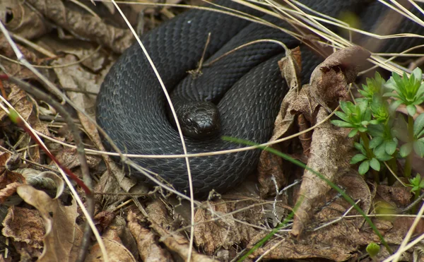 Venomous snake black forest viper  . — Stock Photo, Image