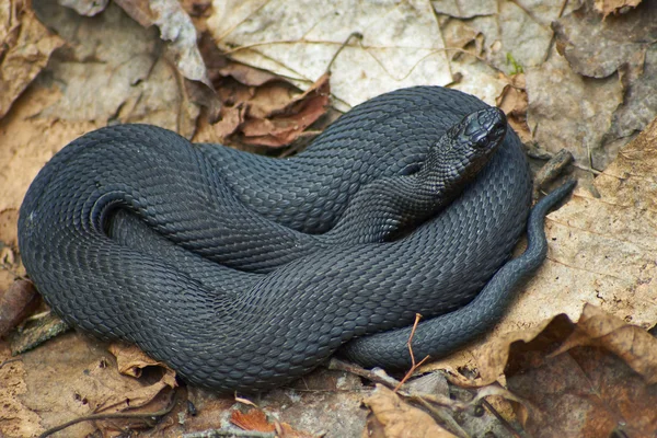 Serpiente venenosa víbora del bosque negro . — Foto de Stock