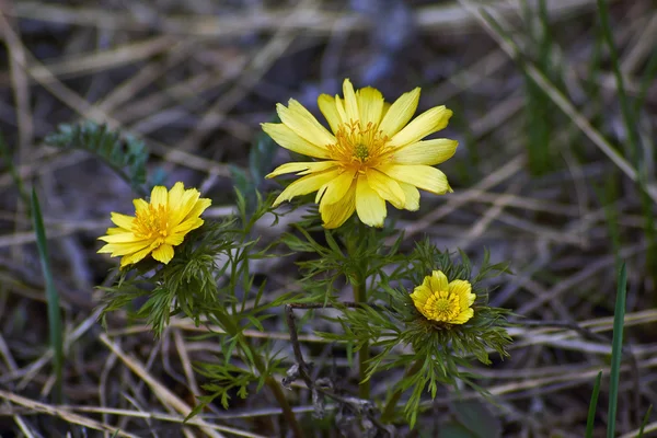 Våren gula blommor (Adonis vernalis). — Stockfoto