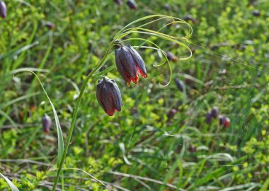 fritillaria Rusya.