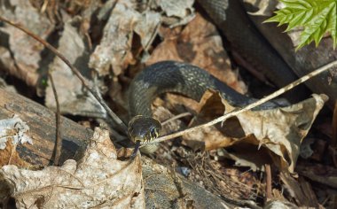 Oh. Non-zehirli yılan.