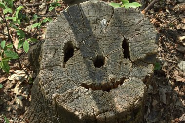 gülen yüz olarak eski ağaç kütüğü.