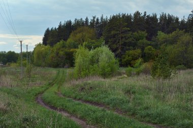 Orman kenarında kırsal yol.