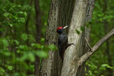 Black woodpecker  in the spring forest. clipart
