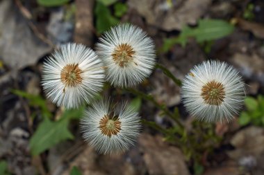 olgun karahindiba  .