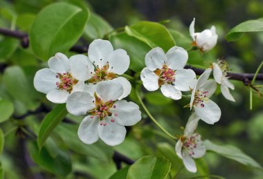 Bahçedeki armut ağacının dalını çiçekli.