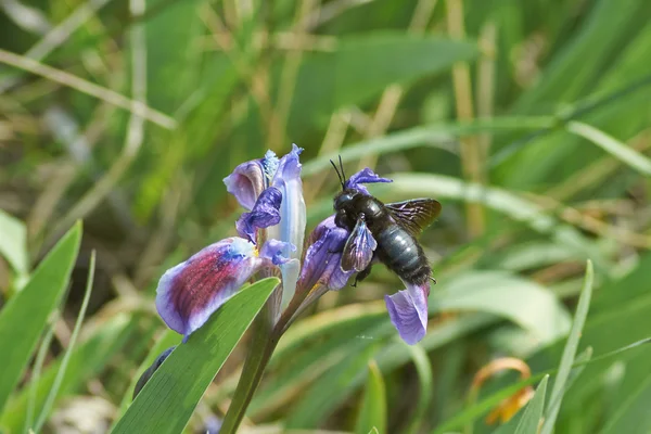 A carpenter bee on a flower of   iris. — Stock Photo, Image