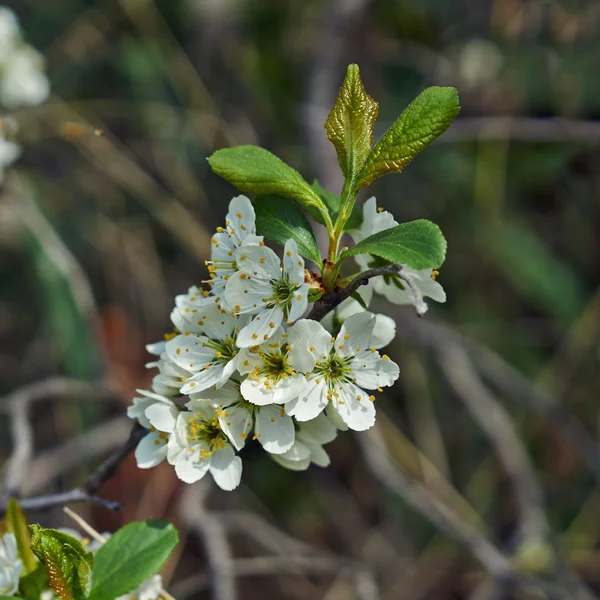 Flowering branch of wild plum . — Stock Photo, Image