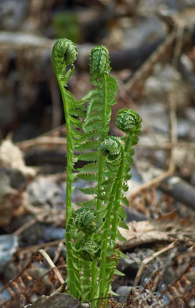 Färska fern skott på våren. — Stockfoto