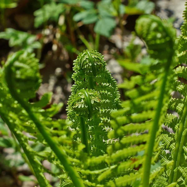 Färska fern skott på våren. — Stockfoto