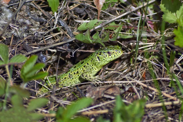 Grüne Zauneidechse jagt. — Stockfoto