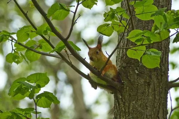 Wiewiórka na gałęzi drzewa w lesie. — Zdjęcie stockowe