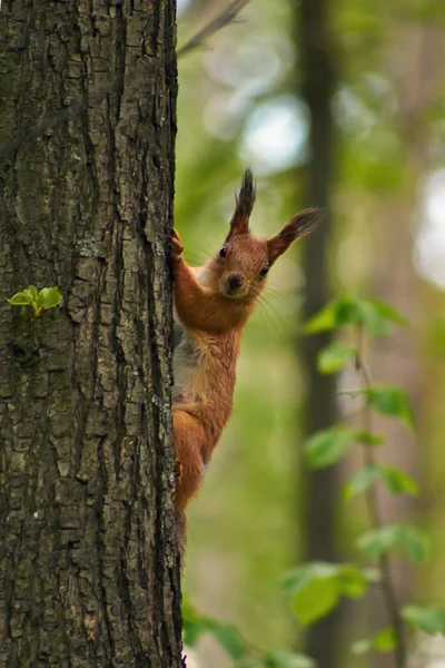 Eekhoorn in een boom tak forest. — Stockfoto