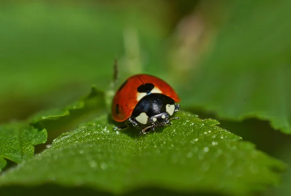 Coccinella al pascolo su foglia verde . — Foto Stock