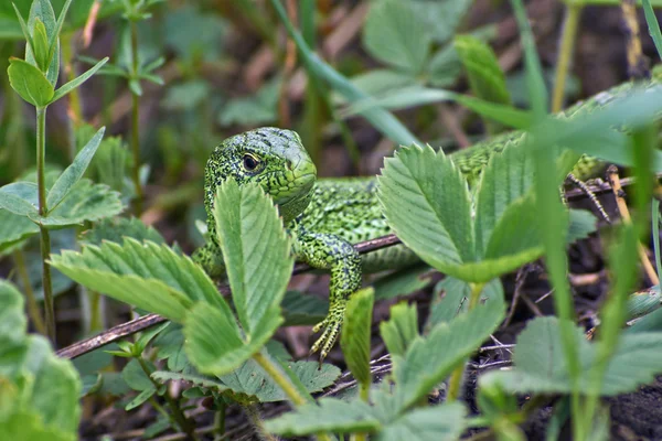 Sabbia verde caccia lucertola . — Foto Stock