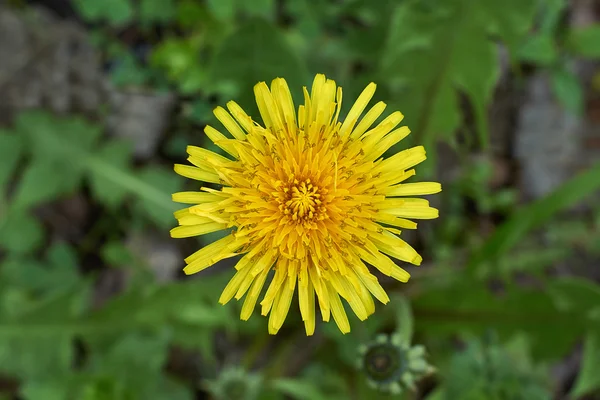 Dandelion flower in the spring forest. — Stock Photo, Image