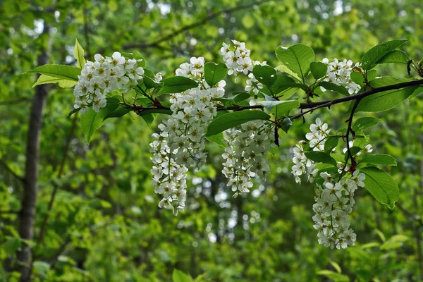 Blossoming branch of bird cherry. — Stock Photo, Image