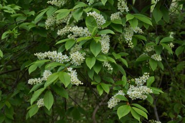 Çiçekli dallar kuş kiraz.