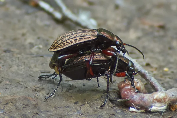 Scarabei terra giardino occupato procreazione . — Foto Stock