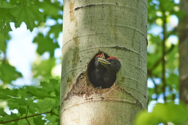 Black woodpecker chicks. — Stok fotoğraf