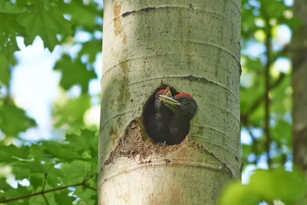 Black woodpecker chicks. — Stock fotografie