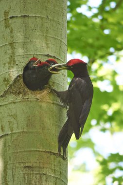 Black Woodpecker feeds its chicks. clipart