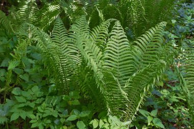 Bir orman glade eğreltiotu çiçek lahanası.