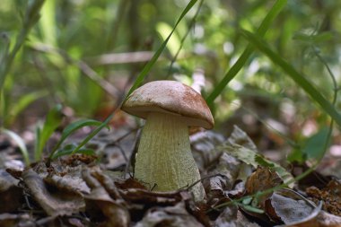 Çörek - yenilebilir mantar .
