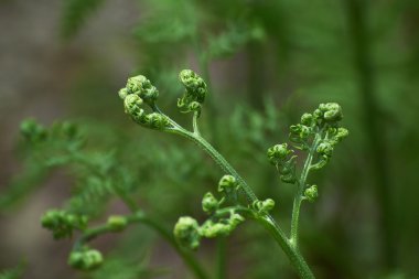 interior de cocina con los bancos red vacíos .