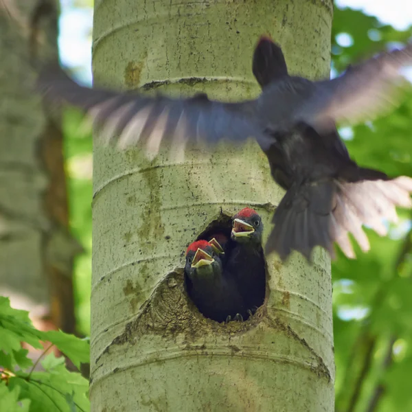 Black Woodpecker feeds its chicks. — Stok fotoğraf