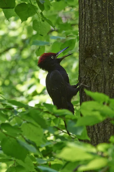 Black woodpecker  in the forest. — ストック写真