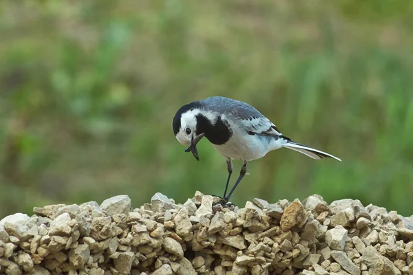 Wagtail collects twigs to build nests. — Stockfoto