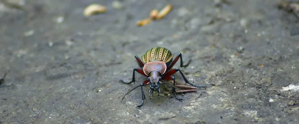 Beetle garden   on the forest path. — Stock Photo, Image