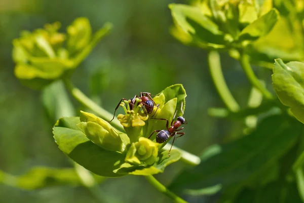 Ameisen fressen die süßen Pollen der Pflanzen. — Stockfoto